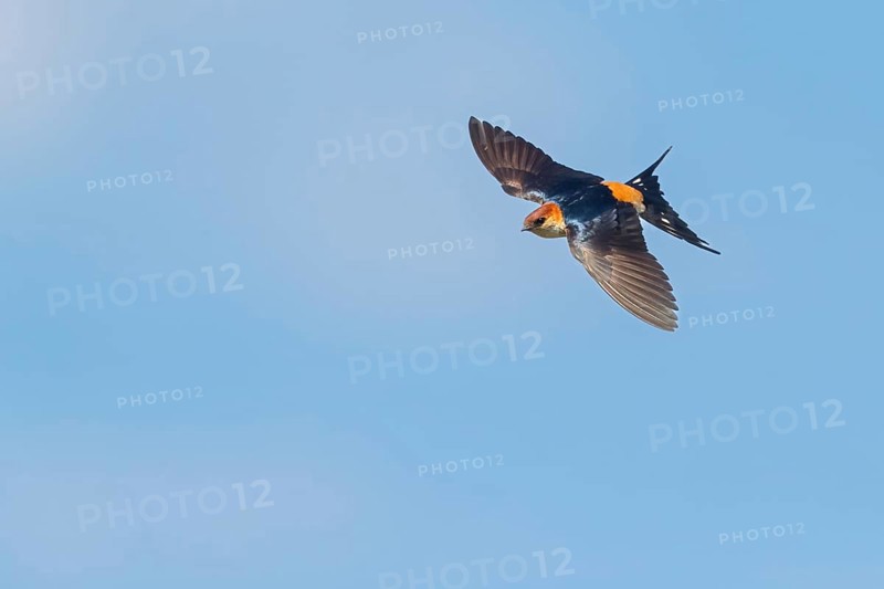 Cecropis cucullata, Hirundo cucullata, Greater Striped Swallow, Greater Striped-Swallow, Hirondelle à tête rousse, Golondrina cabecirrufa, False Bay Nature Reserve / Stran, Cape Town, Western Cape, South Africa, Africa