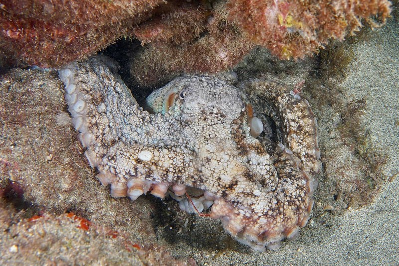 Common Octopus (Octopus vulgaris) hiding between the lava rocks of a reef. Dive site Montana Amarilla, Costa del Silencio, Tenerife, Canary Islands, Spain, Europe