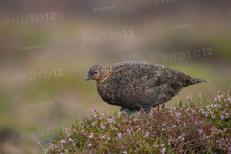 Red grouse (Lagopus lagopus scotica) adult female bird stood on flowering heather on a moorland in summer, Yorkshire, England, United Kingdom, Europe