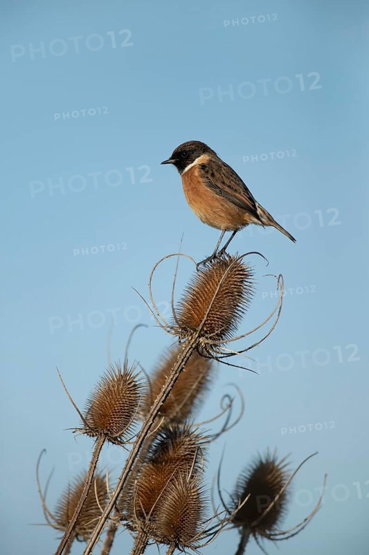 European stonechat (Saxicola rubicola) adult male bird on a Teasel seedhead, Lincolnshire, England, United Kingdom, Europe