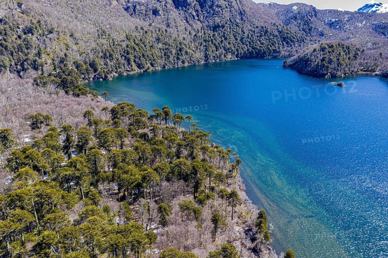 Aerial view of araucaria forest at the lake Laguna Escondida, west of Paso Tromen o Mamuil Malal, Villarica National Park, Chile, South America