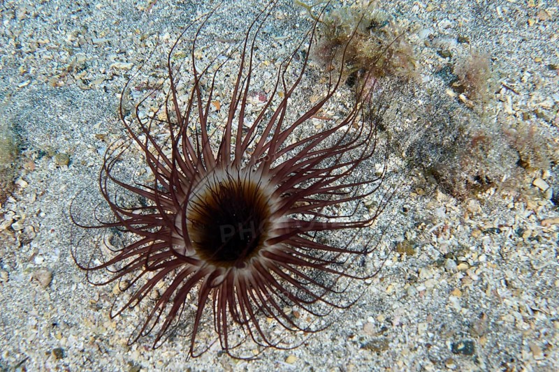 A cylindrical rose (Pachycerianthus) unfurls its tentacles on a sandy seabed. Dive site Bufadero, Palm Mar, Tenerife, Canary Islands, Spain, Europe