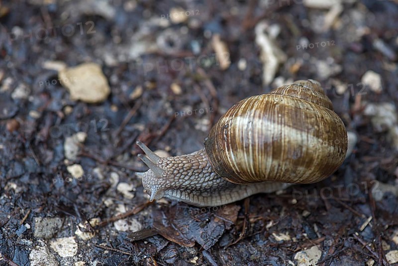 Burgundy snail (Helix pomatia) on a forest path, Bavaria, Germany, Europe
