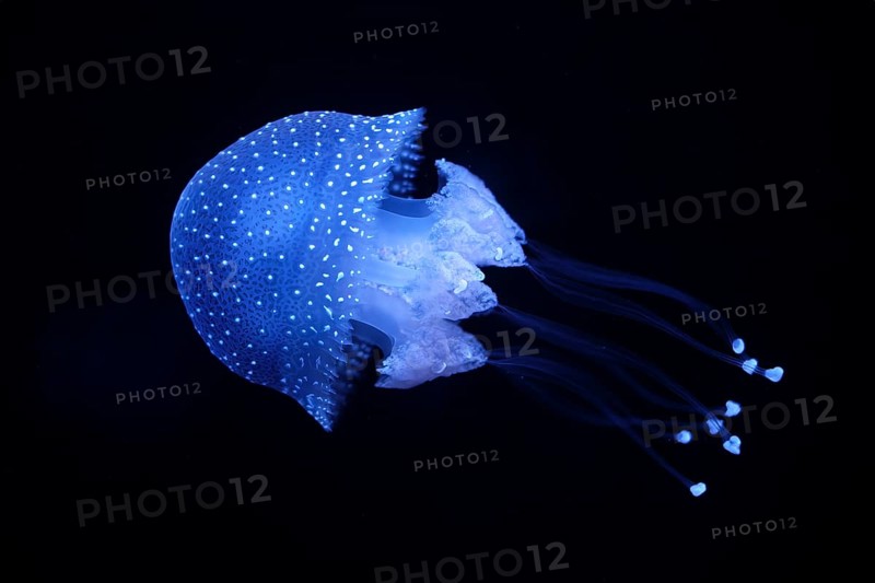 Tropical Jellyfish Phyllorhiza punctata white-spotted jellyfish aka floating bell, Australian spotted jellyfish underwater