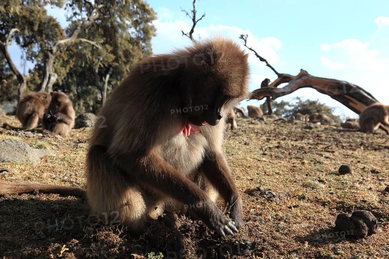 In the highlands of Abyssinia, in the Semien Mountains, landscape in the Semien Mountains National Park, blood-breasted baboons, Theropithecus gelada, rare primate species in the highlands of Ethiopia, cheek pouch monkey, Ethiopia, Africa