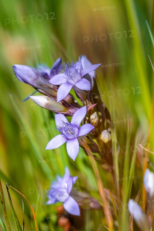 Field wreath gentian, Carnic Alps, Carinthia, Austria, Europe