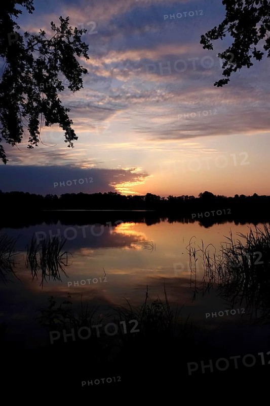 Upper Lusatian Heath and Pond Landscape, June, Saxony, Germany, Europe