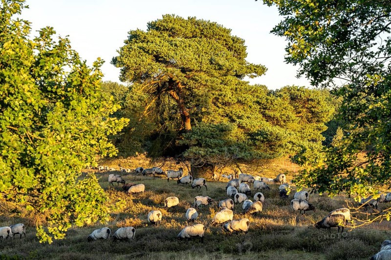 Herd of Heidschnucken, sheep grazing in the Westruper Heide, in the Hohe Mark Westmünsterland nature park Park, near Haltern am See, heather blossom, North Rhine-Westphalia, Germany, Europe
