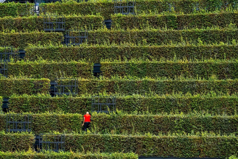 Green façade, made of over 30, 000 hornbeams forming a hedge a good 8 kilometres long, on the roof and façade of the Kö-Bogen-2 building, technician, gardener working on the façade, largest green façade in Europe, Düsseldorf North Rhine-Westphalia, Germany, Europe