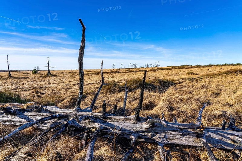 Noir Flohay ghost forest, remnants of a forest fire from 2011 in the High Fens, high moor, in the Eifel and Ardennes region, High Fens-Eifel nature park Park, north-east of Baraque Michel, Belgium, Wallonia, Europe