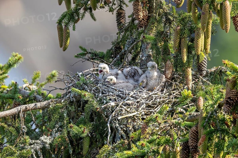 Common kestrel (Falco tinnunculus), young birds not yet ready to fly in the nest, Rhineland-Palatinate, Germany, Europe
