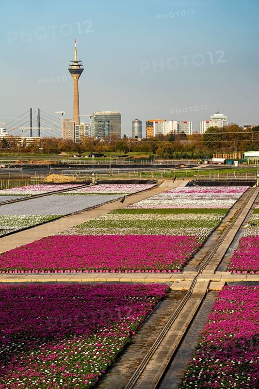 Nursery, plant breeding, ornamental plants growing in flower pots, outdoors, Düsseldorf-Volmerswerth, skyline of Düsseldorf city centre, Germany, Europe