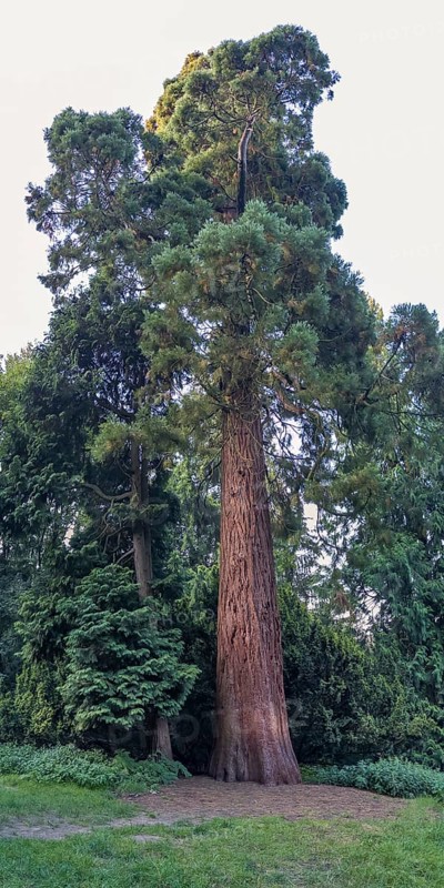 Sequoia (Sequoioideae), tree trunk, bark, nature, tree, plant, old, climate, Piesberg, Osnabrück, Germany, Europe