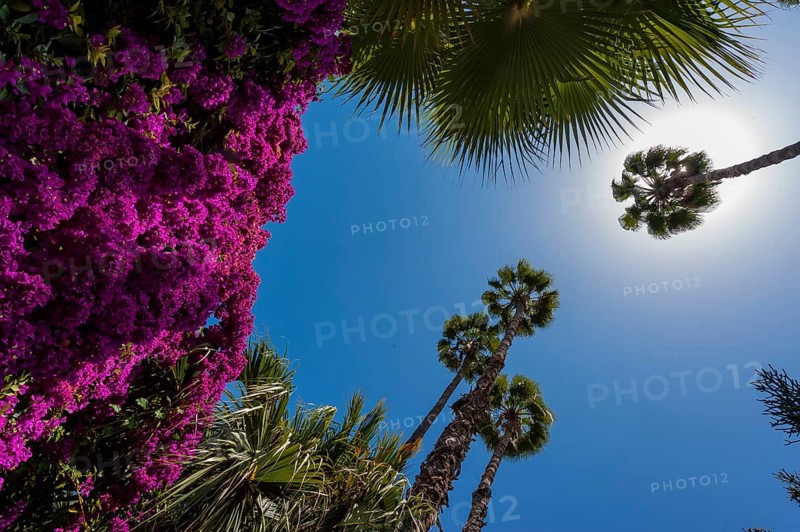 Palm trees in the Majorelle Garden, botany, palm, flora, backlight, sun, summer, flower, plant, botany, forest, tropical, climate, tree, park, attraction, travel, holiday, Marrakech, Morocco, Africa