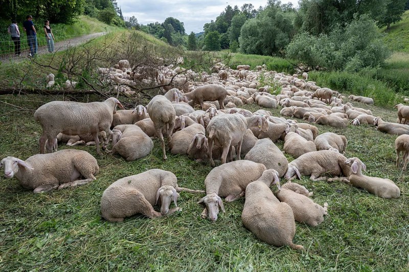 Resting, freshly shorn sheep in a nature reserve in Franconian Switzerland, Bavaria, Germany, Europe