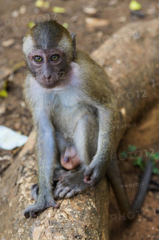 Monkey in the temple Wat Sok Tham, macaque, mammal, gazing, wild, free-living, tropical, tropics, asian, animal, wildlife, rhesus, Kao Sok National Park, Thailand, Asia