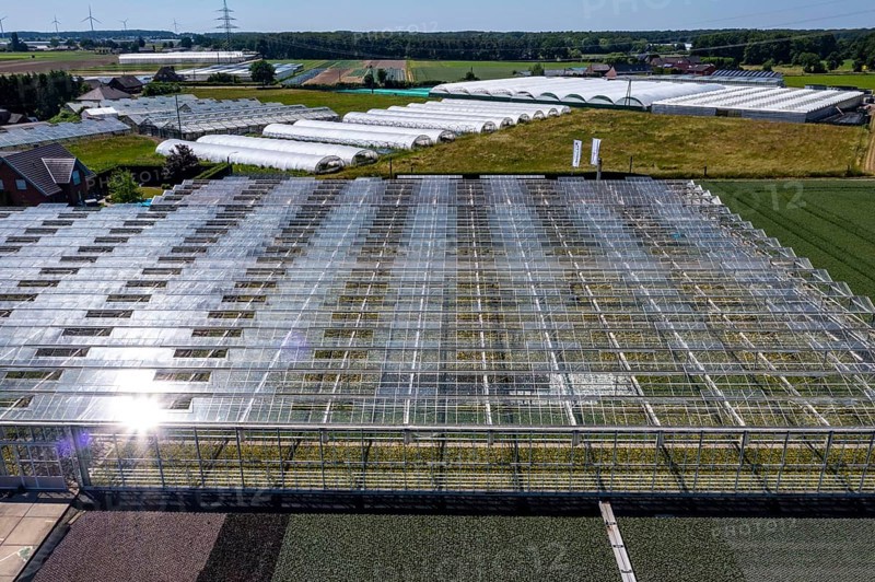 Horticultural business, greenhouse, glasshouse, various types of potted plants are grown here to be sold in flower shops, supermarkets, DIY stores, garden centres, North Rhine-Westphalia, Germany, Europe