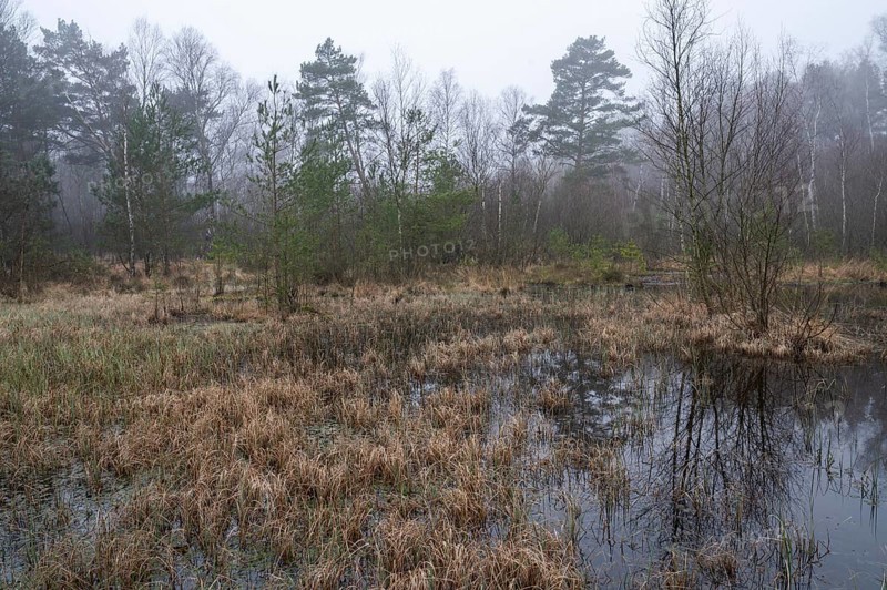 Fens, Vogelmoor nature reserve, Lower Saxony, Germany, Europe