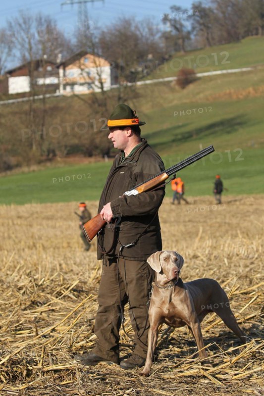 Hunter with red hatband, rifle and hunting dog Weimaraner shorthair on a stubble field on the occasion of a hunt for brown hare (Lepus europaeus) Lower Austria, Austria, Europe