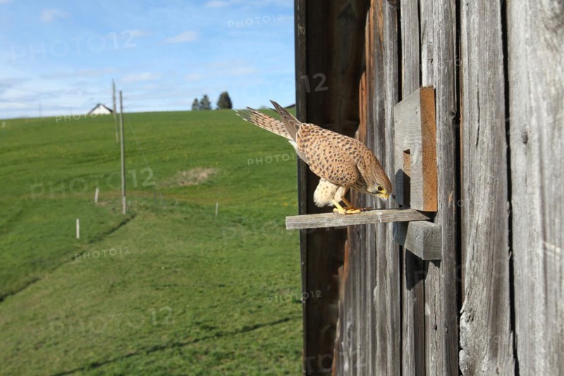 Common kestrel (Falco tinnunculus) female inspecting breeding site, a nesting box inside a field barn, Allgäu, Bavaria, Germany, Europe