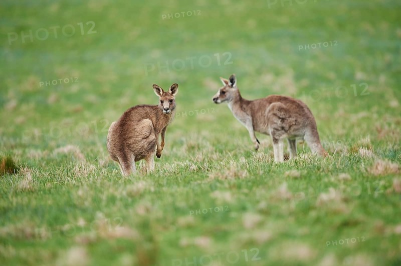 Eastern grey kangaroos (Macropus giganteus) wildlife on a meadow in Australia