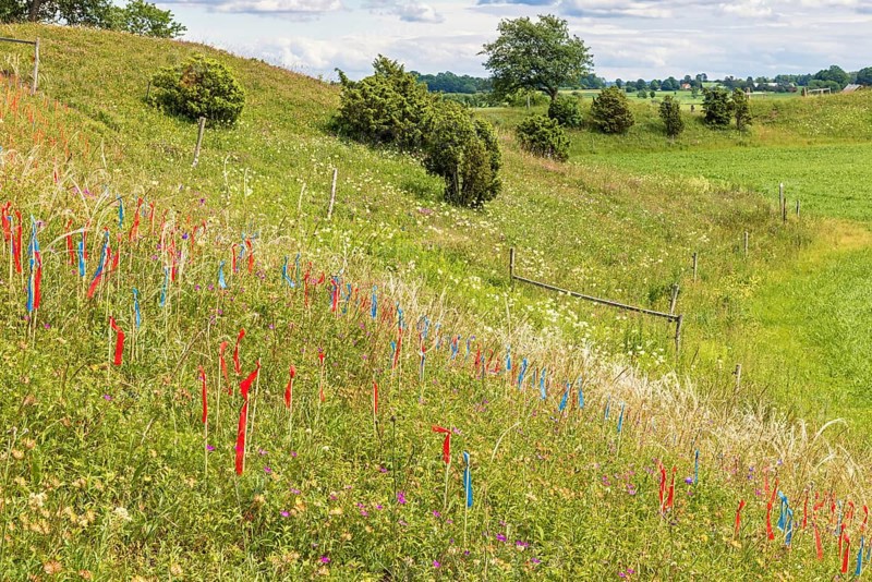 Nature reserve with marked feather grass (Stipa pennata) stalks with flags on a meadow, Nolgården Näs, Falköping, Sweden, Europe