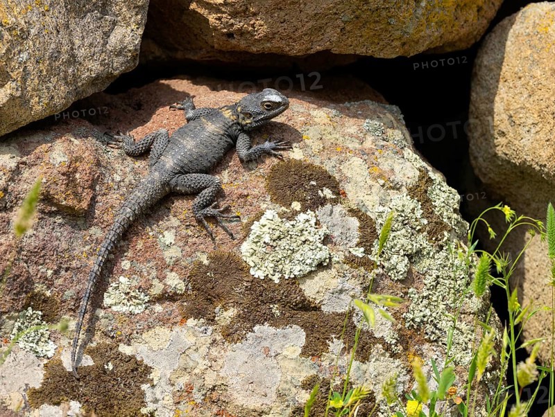 Hardun, stellion (Laudakia stellio), lizard, family of agamas, Lesbos, island of Lesbos, Greece, Europe