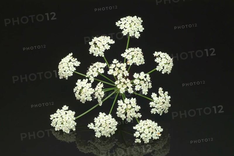 Vegetable, plant, food, agriculture, horticulture, flower of the sugar root, Sisum sisarum, Sium, Skirret, ancient useful plant that was cultivated in Central Europe in the past, when sugar was still rare and expensive, because of its sweet root flesh