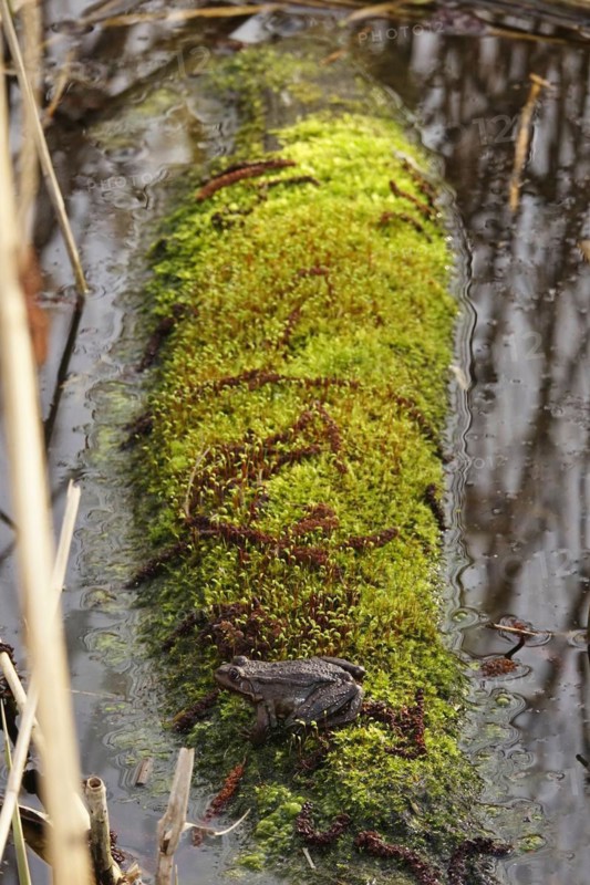 Frog on a mossy tree trunk, March, Lusatia, Saxony, Germany, Europe
