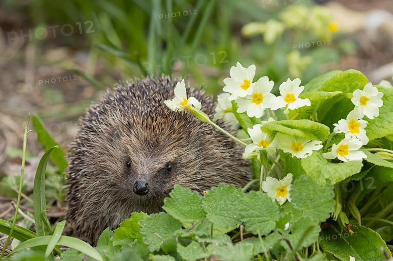 European hedgehog (Erinaceus europaeus) adult animal in a garden next to a Primrose flower in the spring, England, United Kingdom, Europe
