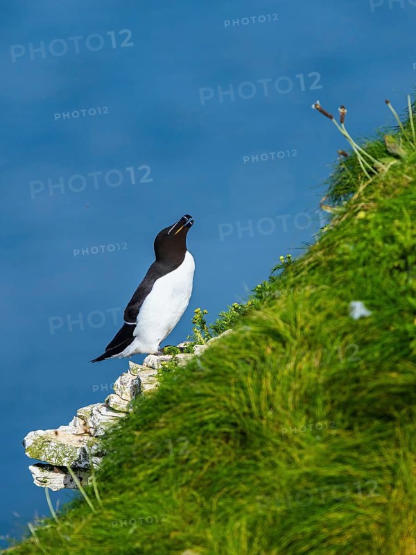 Razorbill, Alca Torda, bird on cliff. Bempton Cliffs, Yorkshire, England, United Kingdom, Europe