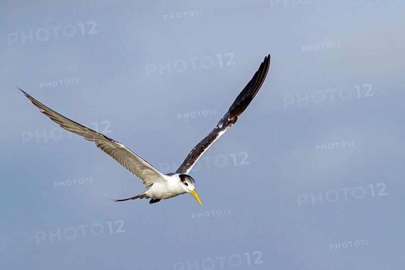 Caspian Tern, flight photo, (Thalasseus bergii), East Khawr / Khawr Ad Dahariz, Salalah, Dhofar, Oman, Asia
