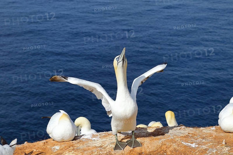 Northern gannet (Morus bassanus) Old bird flapping its wings in anticipation of its mate, Heligoland, Lower Saxony, Germany, Europe