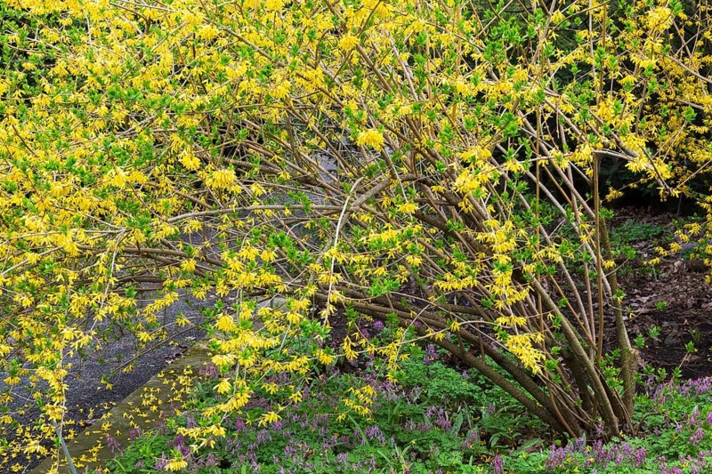 Forsythia 'Northern Gold' shrub and purple flowering plants in border in spring, Quebec, Canada, North America