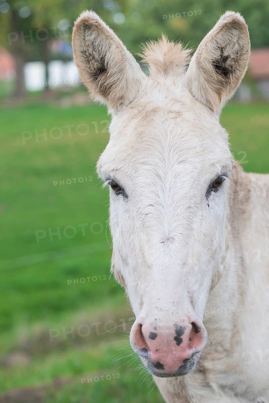 White donkey (Equus asinus asinus) or domestic donkey standing on a pasture, meadow in summer, early autumn, looking into the camera, pricked ears, attentive, close-up, portrait, portrait, district Heidekreis, Allertal, Lower Saxony, Germany, district Heidekreis, Allertal, Lower Saxony, Germany, Europe