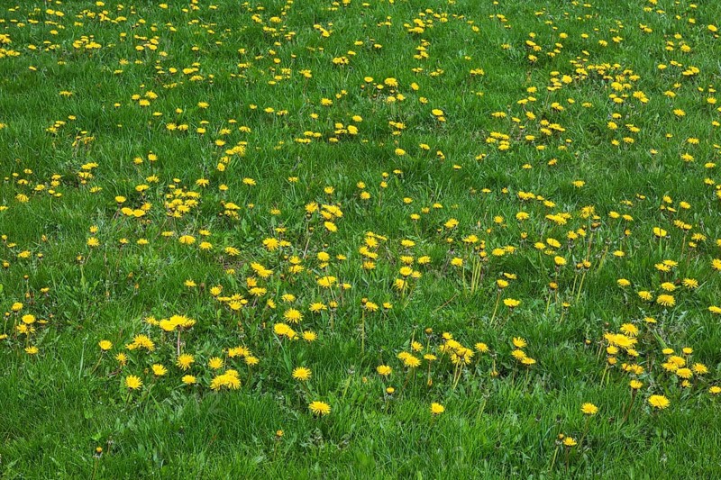 Green grass lawn overgrown with yellow Taraxacum officinale, Dandelion flowers in spring, Quebec, Canada, North America