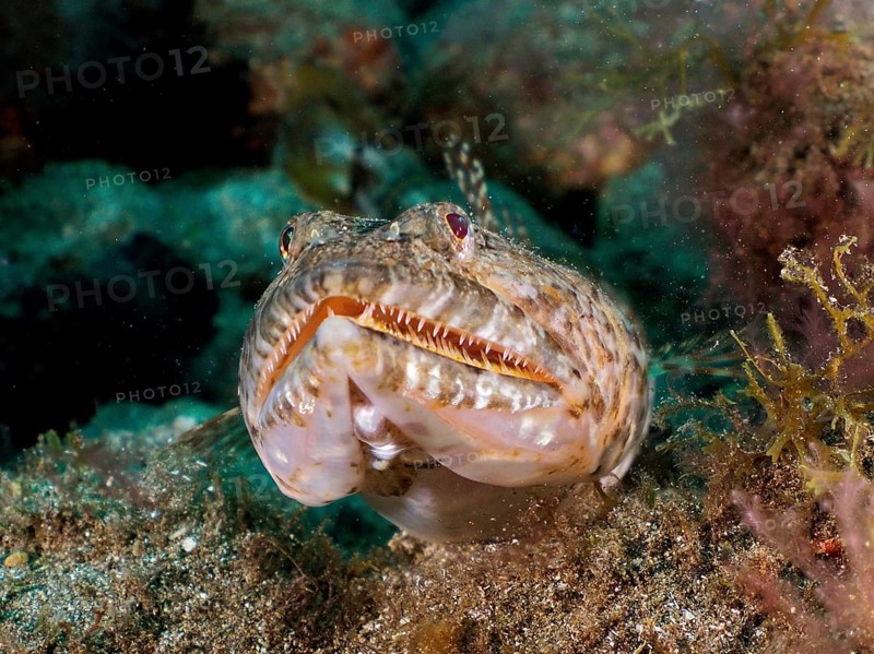 Portrait of lizardfish (Synodus saurus) with pointed teeth. Dive site El Cabron Marine Reserve, Arinaga, Gran Canaria, Spain, Atlantic Ocean, Europe