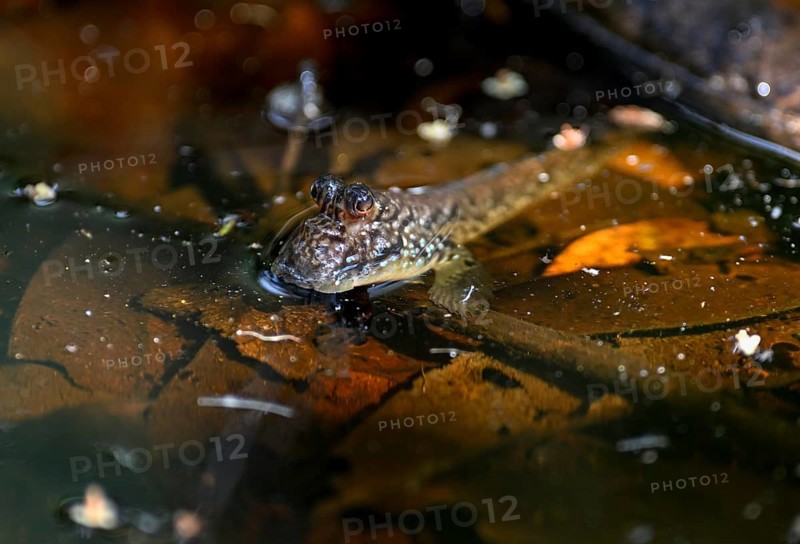 Atlantic mudskipper (Periophthalmus barbarus), Loango National Park, Parc National de Loango, Ogooué-Maritime Province, Gabon, Africa