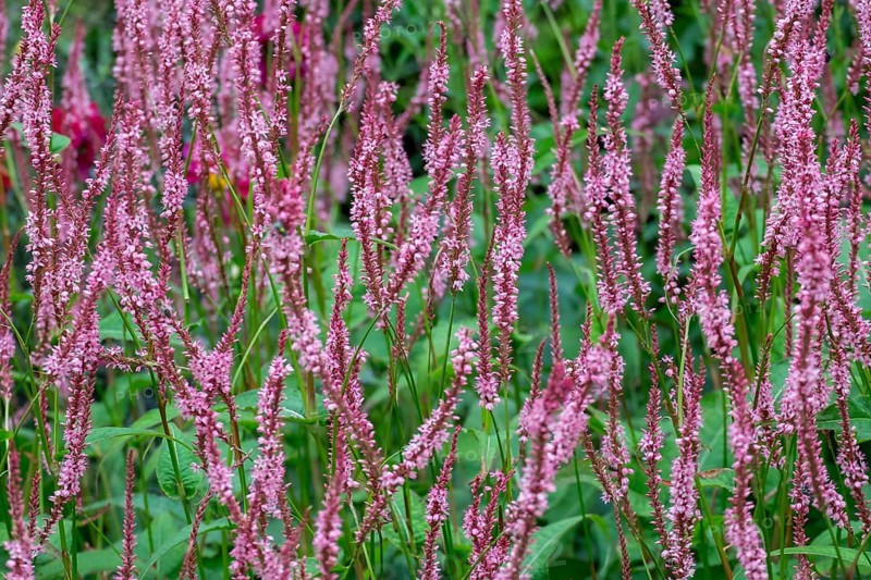 Candle knotweed (Persicaria amplexicaulis), North Rhine-Westphalia, Germany, Europe