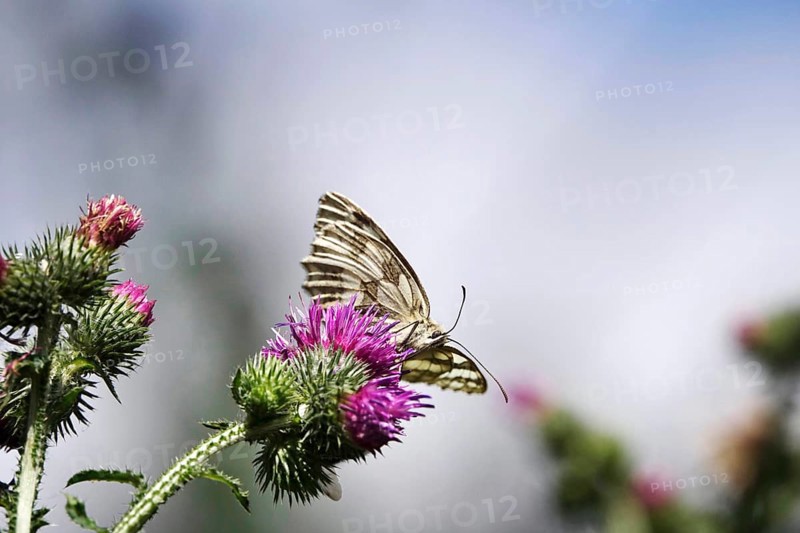 Marbled white (Melanargia galathea), July, Saxony-Anhalt, Germany, Europe