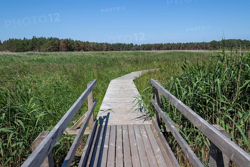 Circular hiking trail, bridge, wooden footbridge, reed grass, trees, Darßer Ort, Born a. Darß, Mecklenburg-Vorpommern, Germany, Europe