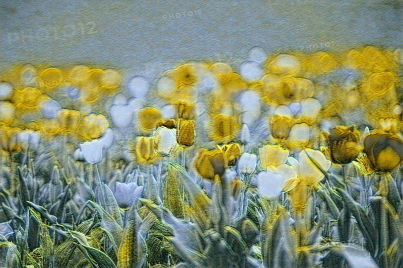 Alienated depiction of a field of tulips with yellow blossoms and a dreamy atmosphere