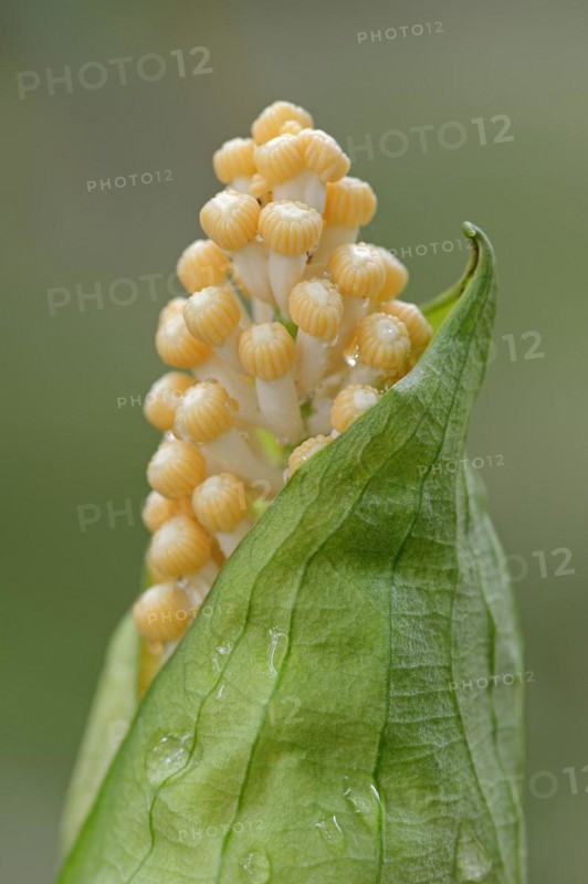 Arum (Taccarum caudatum), inflorescence, occurrence in South America