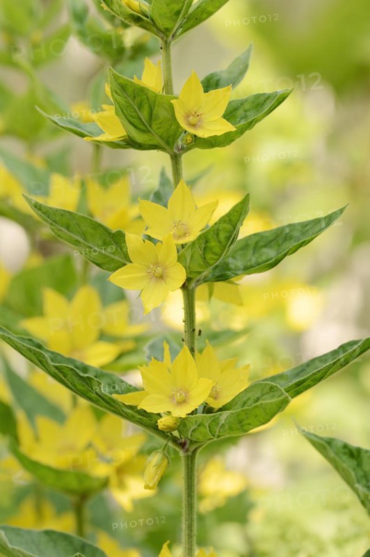 Spotted loosestrife (Lysimachia punctata), flowers, North Rhine-Westphalia, Germany, Europe