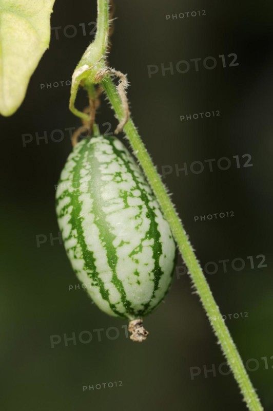 Mexican mini cucumber (Zehneria scabra, Melothria scabra), cucumber on the plant, useful plant, North Rhine-Westphalia, Germany, Europe
