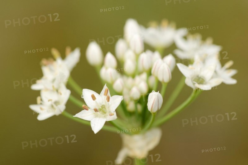 Garlic chives (Allium tuberosum), flowers, spice plant, medicinal plant, North Rhine-Westphalia, Germany, Europe