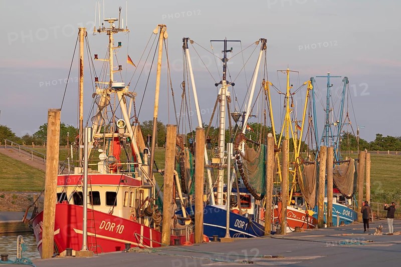 Crab cutter in the harbour, Dorum-Neufeld, Wurster Land, Lower Saxony, Germany, Europe