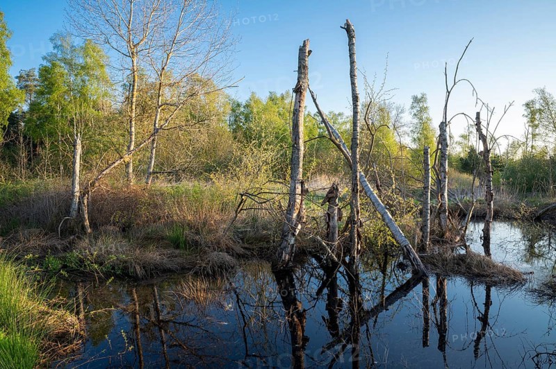 Moor landscape, renaturalised, rewetted, peat-covered moor area, Großes Moor nature reserve, Lower Saxony, Germany, Europe
