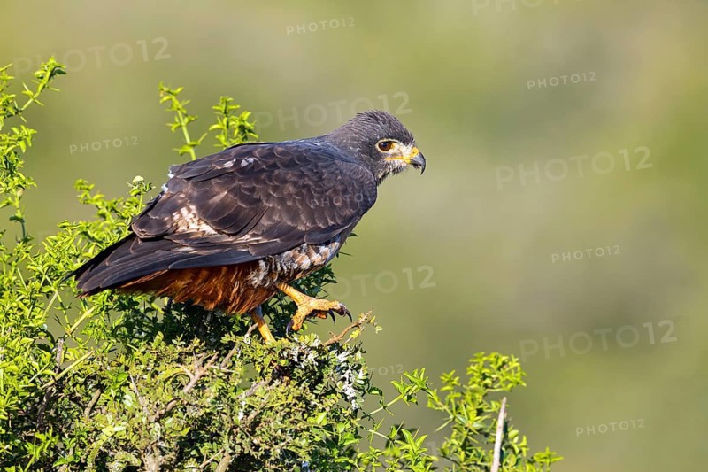 Rock Buzzard, (Buteo rufofuscus), Addo Elephant National Park, Addo, Western Cape, South Africa, Africa