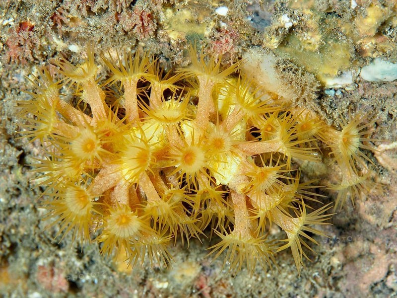 Yellow cluster anemone (Parazoanthus axinellae) on a seabed in the Mediterranean Sea near Hyères. Dive site Les Grottes, Giens peninsula, Provence Alpes Côte d'Azur, France, Europe